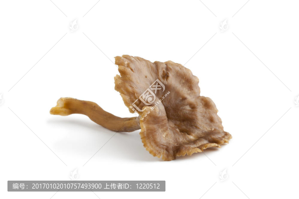 整個(gè)單Chanterelle,grise,mushroom