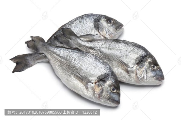鍍金頭鳊魚