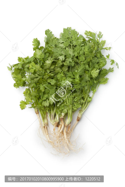 新鮮的香菜根