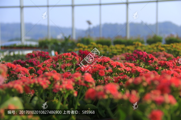 長壽花