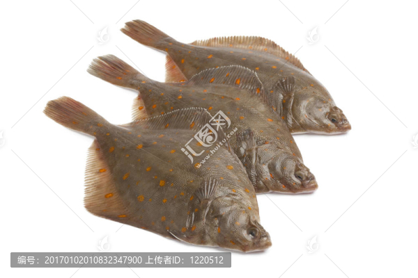 魚新鮮原料鰈魚