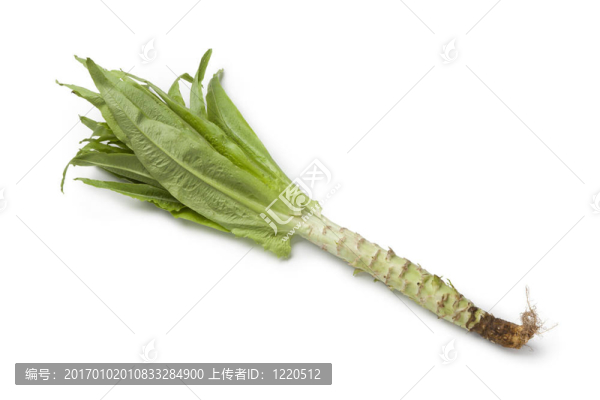 Celtuce生菜