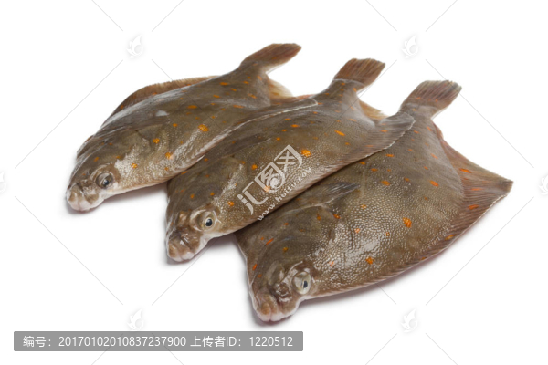 魚新鮮原料鰈魚
