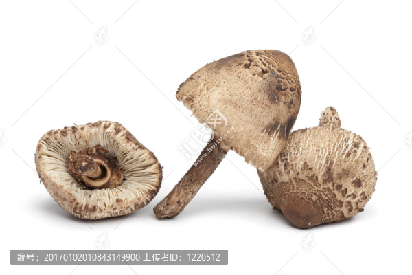 傘的蘑菇