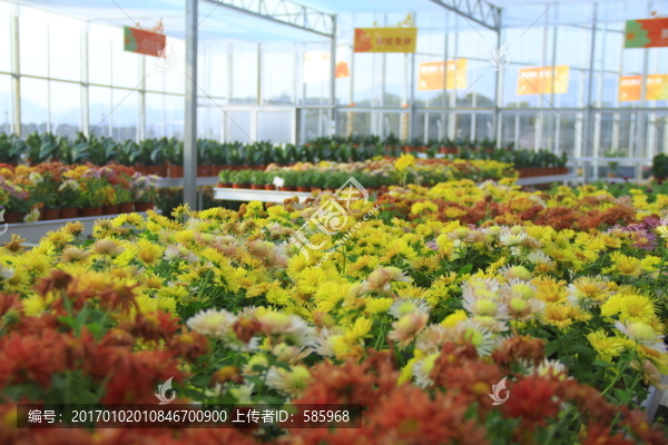 盆栽菊花
