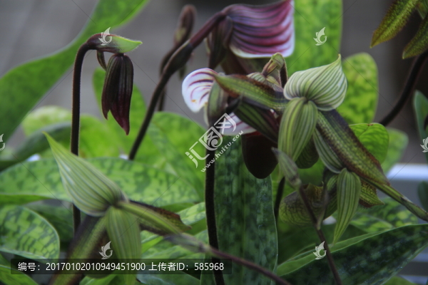 魔帝兜蘭