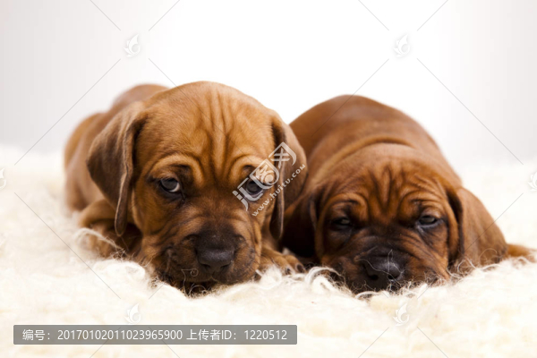 小狗amstaff；臘腸