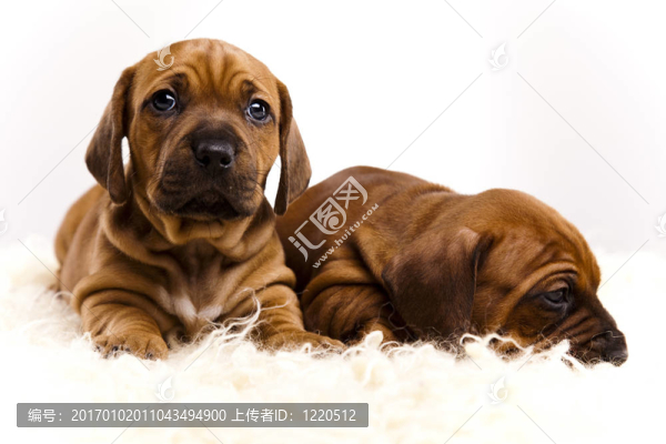 小狗amstaff；臘腸