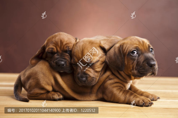 小狗amstaff；臘腸
