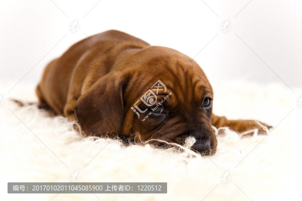 小狗amstaff；臘腸