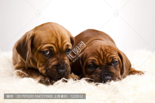 小狗amstaff；臘腸