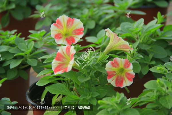 彩色矮牽牛