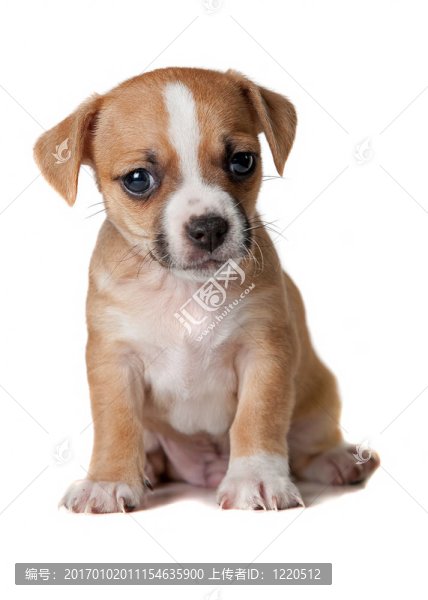 幼犬
