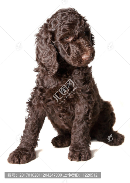 棕色的貴賓犬