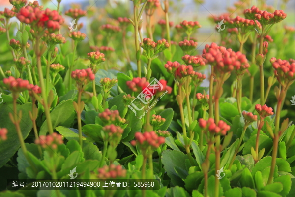 長壽花