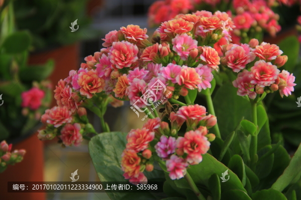 長壽花