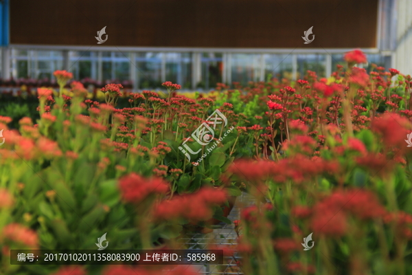 長(zhǎng)壽花