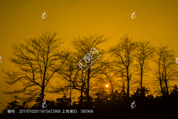 樹林落日夕陽