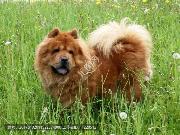 布朗犬