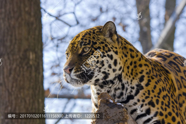 捷豹（Panthera,onca）