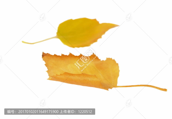 秋天的葉子在白色上分離