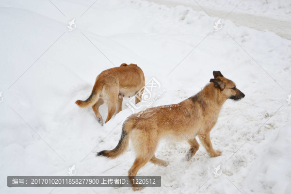 雪上的小狗