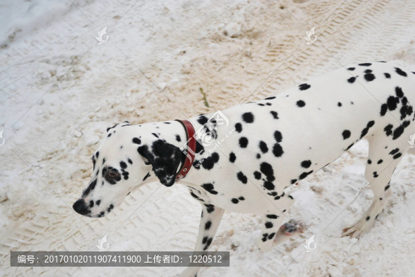 Dalmatian的小狗