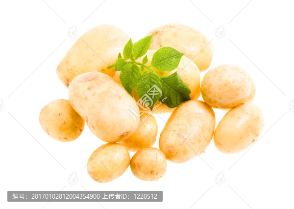 馬鈴薯
