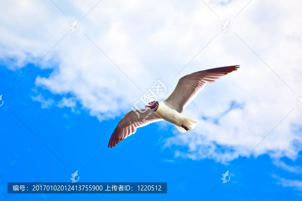 飛海鷗