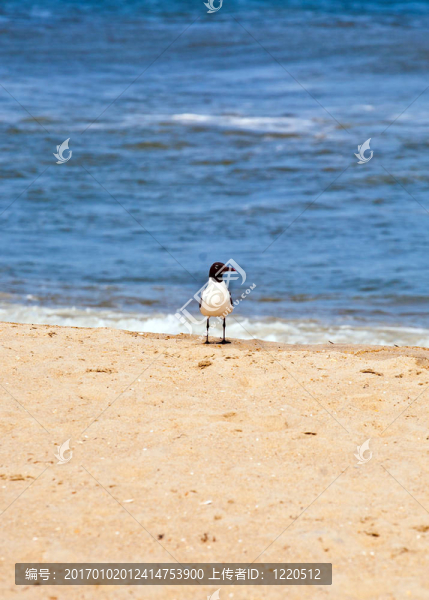 海鷗站在沙灘上