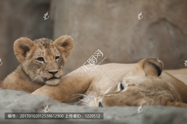 獅子幼崽和成年母獅