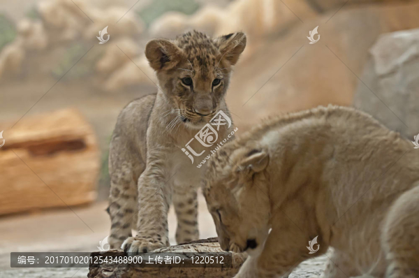 獅子幼崽