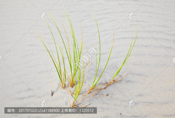 沙丘上的風草