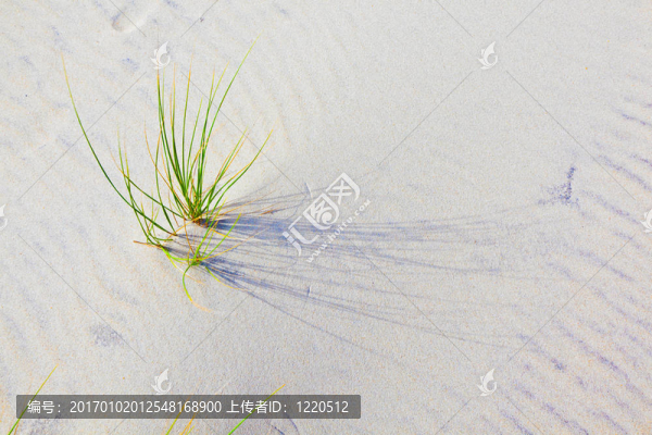 沙丘上的風(fēng)草