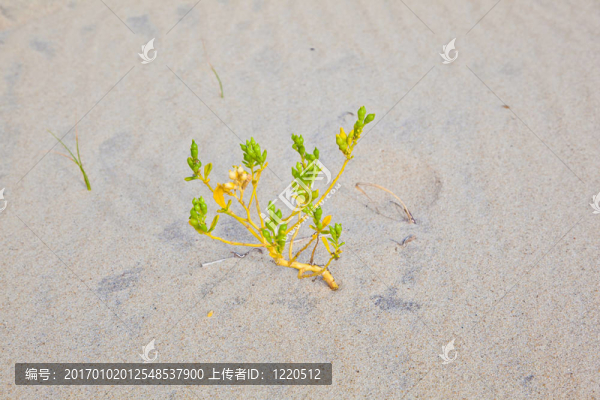 沙丘上的風(fēng)草