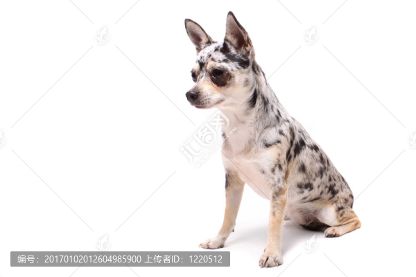 奇瓦瓦狗的肖像