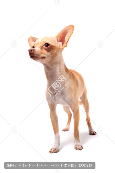 奇瓦瓦狗的肖像