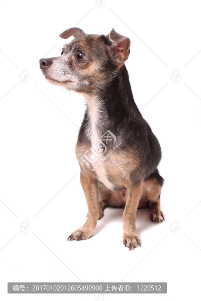 奇瓦瓦狗的肖像