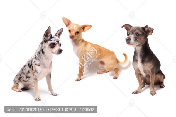 三奇瓦瓦狗