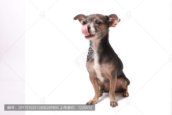 奇瓦瓦狗舔他的排骨