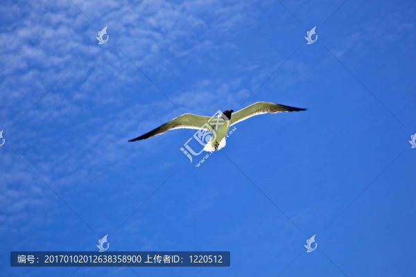 海鷗飛