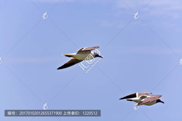 飛翔的海鷗