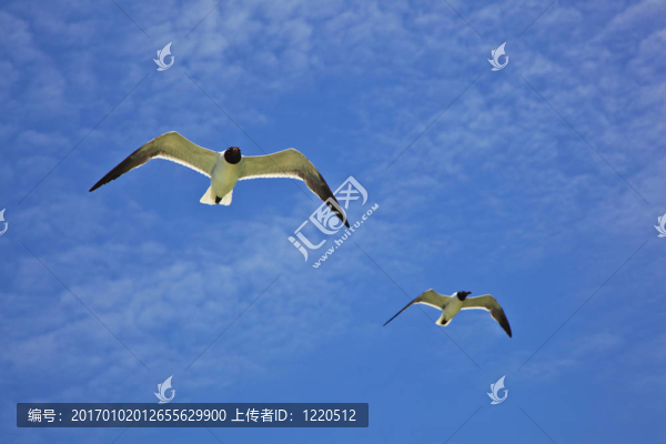 海鷗飛