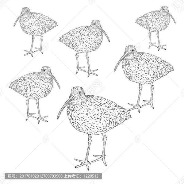 白腰杓鷸；鳥。插畫。
