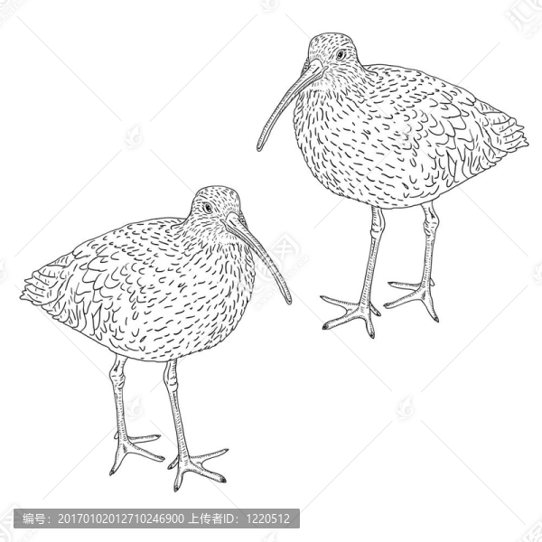 白腰杓鷸；鳥。插畫。