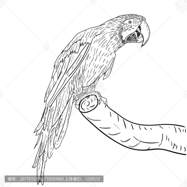 金剛鸚鵡。插畫。
