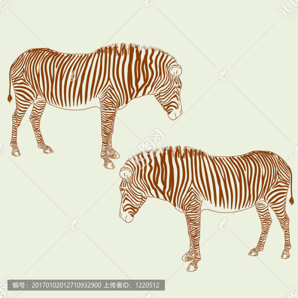 兩只斑馬。插畫。