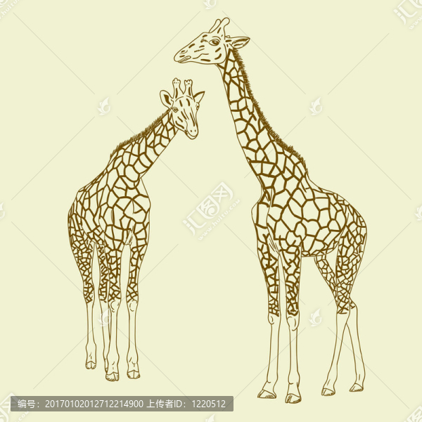 兩只長頸鹿。插畫。