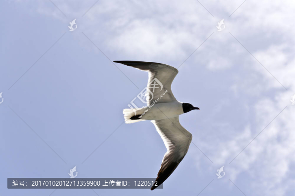 飛翔的海鷗