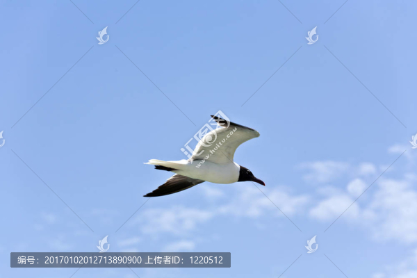 飛翔的海鷗